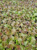 팜모닝 상추·자유게시판 게시글 이미지