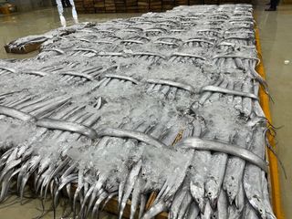 목포 물좋은수산님의 자유주제 · 자유게시판 작성글 사진