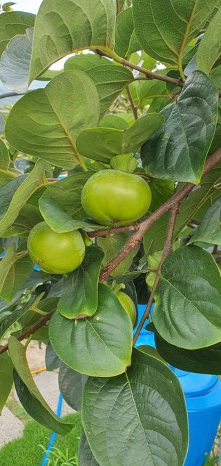 선진수님의 감 · 영농일지 작성글 사진