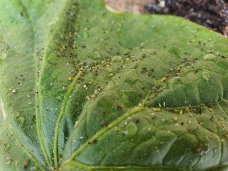 걸리버님의 오이 · 병해충상담 작성글 사진