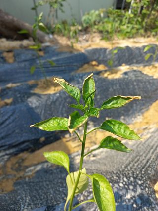 임재창님의 고추 · 병해충상담 작성글 사진