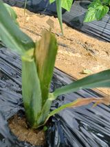 팜모닝 옥수수·병해충상담 게시글 이미지