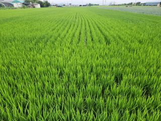 박정하님의 수해 농가 응원 같이해요 · 참여 작성글 사진