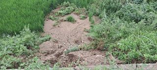 예산 촌딱 농부님의 수해 농가 응원 같이해요 · 참여 작성글 사진