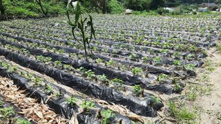 서상기 은퇴농장님의 들깨 · 자유게시판 작성글 사진