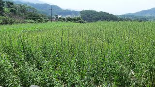 서상기 은퇴농장님의 들깨 · 자유게시판 작성글 사진