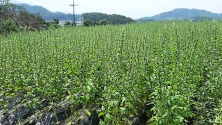 서상기 은퇴농장님의 들깨 · 자유게시판 작성글 사진