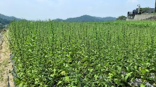 서상기 은퇴농장님의 들깨 · 자유게시판 작성글 사진