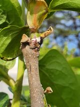 팜모닝 감·병해충상담 게시글 이미지