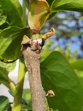 마바리63님의 감 · 병해충상담 작성글 사진