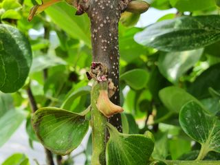 마바리63님의 감 · 병해충상담 작성글 사진