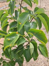 팜모닝 배·병해충상담 게시글 이미지