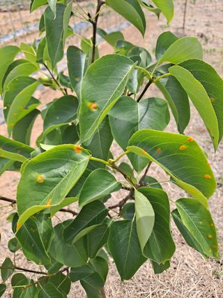 토굴인님의 배 · 병해충상담 작성글 사진