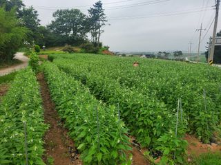 사자님의 참깨 · 영농일지 작성글 사진