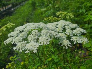 홍천산채농원 조원영님의 자유주제 · 자유게시판 작성글 사진