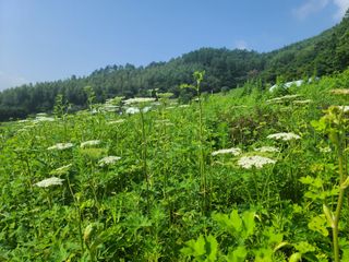 홍천산채농원 조원영님의 자유주제 · 자유게시판 작성글 사진