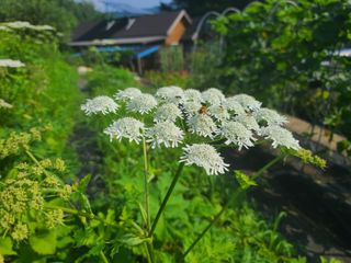 홍천산채농원 조원영님의 자유주제 · 자유게시판 작성글 사진