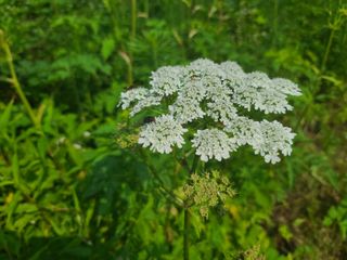 홍천산채농원 조원영님의 자유주제 · 자유게시판 작성글 사진