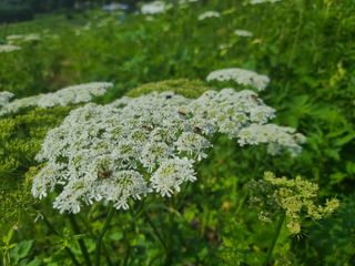 홍천산채농원 조원영님의 자유주제 · 자유게시판 작성글 사진