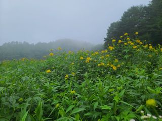 홍천산채농원 조원영님의 자유주제 · 자유게시판 작성글 사진