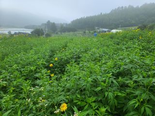 홍천산채농원 조원영님의 자유주제 · 자유게시판 작성글 사진