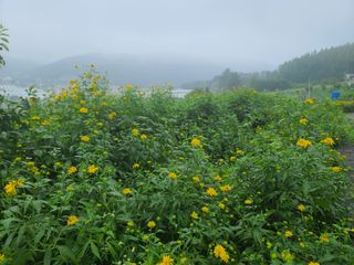 홍천산채농원 조원영님의 자유주제 · 자유게시판 작성글 사진