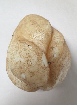 정선아침농장님의 감자 · 병해충상담 작성글 사진