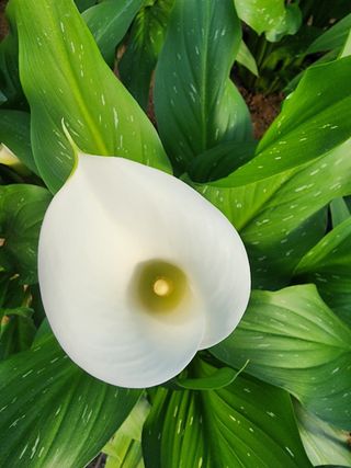 단지바이오님의 자유주제 · 자유게시판 작성글 사진