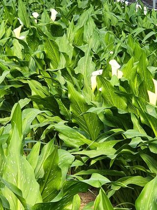 단지바이오님의 자유주제 · 자유게시판 작성글 사진