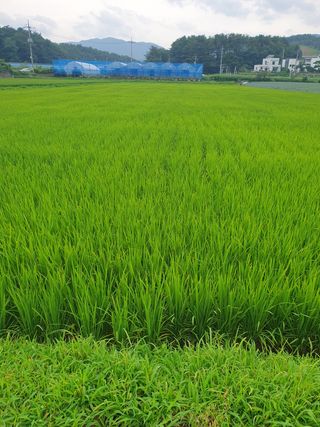 강릉농업귀신님의 두릅 · 영농일지 작성글 사진