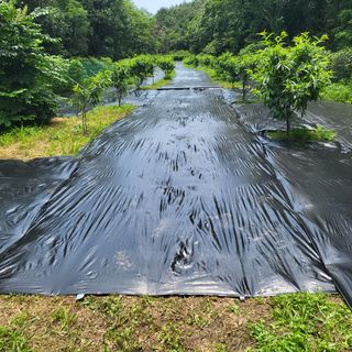 양배추21889님의 복숭아 · 영농일지 작성글 사진