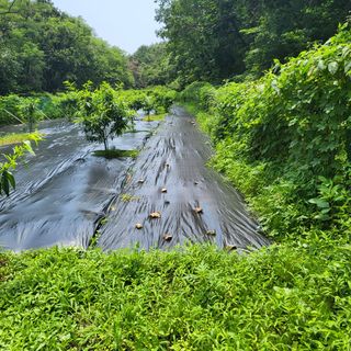 양배추21889님의 복숭아 · 영농일지 작성글 사진