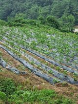 팜모닝 들깨·자유게시판 게시글 이미지