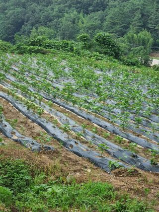 전성환님의 들깨 · 자유게시판 작성글 사진