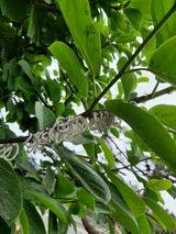 팜모닝 기타작물·병해충상담 게시글 이미지