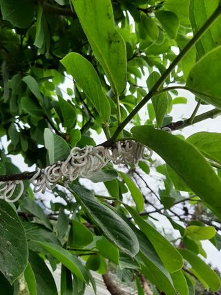 서동열님의 기타작물 · 병해충상담 작성글 사진