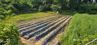 수여농장님의 들깨 · 영농일지 작성글 사진