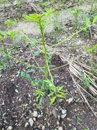 박무생(계명)님의 팜모닝 병해충 연구회 · 병해충상담 작성글 사진