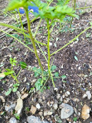 박무생(계명)님의 팜모닝 병해충 연구회 · 병해충상담 작성글 사진