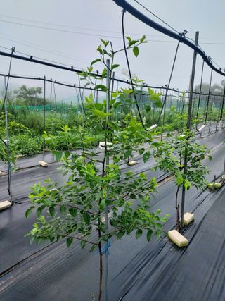 파주꿈나무님의 기타작물 · 자유게시판 작성글 사진