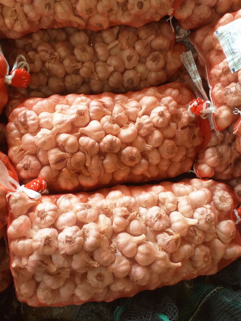 장터 상품 [남해마늘 중품10키로] 썸네일