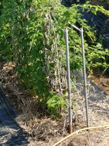 팜모닝 기타작물·병해충상담 게시글 이미지