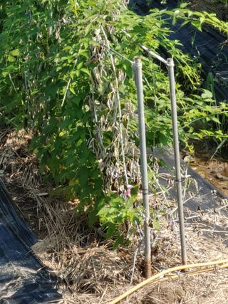 장영철님의 기타작물 · 병해충상담 작성글 사진