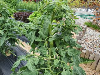 춘천(세모돌이)님의 토마토 · 병해충상담 작성글 사진