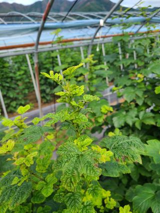 깻잎 사랑님의 딸기 · 병해충상담 작성글 사진