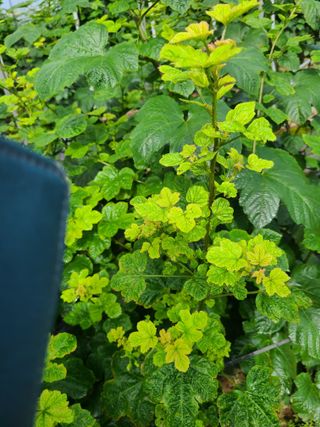 깻잎 사랑님의 딸기 · 병해충상담 작성글 사진