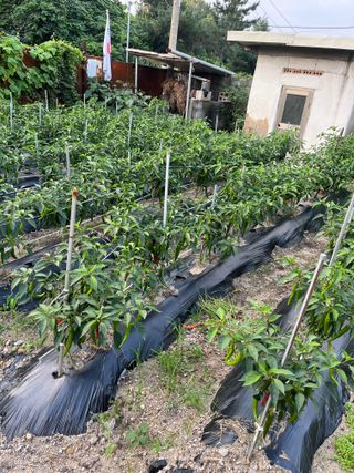 신흥생활가전님의 고추 · 수확 작성글 사진