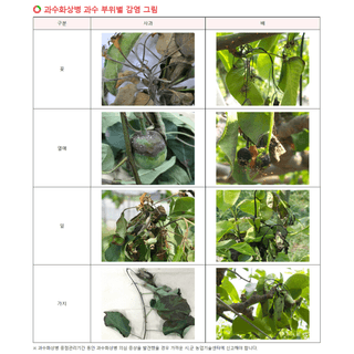 세계평화랑님의 사과 · 병해충상담 작성글 사진