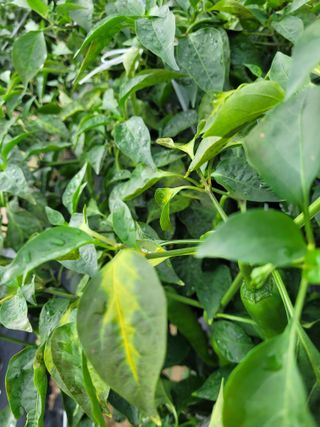 골담초님의 고추 · 병해충상담 작성글 사진