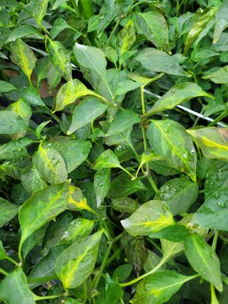 골담초님의 고추 · 병해충상담 작성글 사진